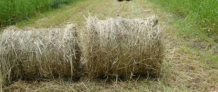 Lúčne seno - 4