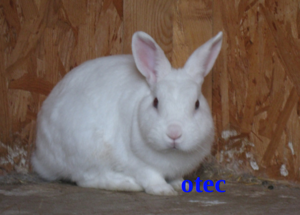 Predám českého strakáča - 4