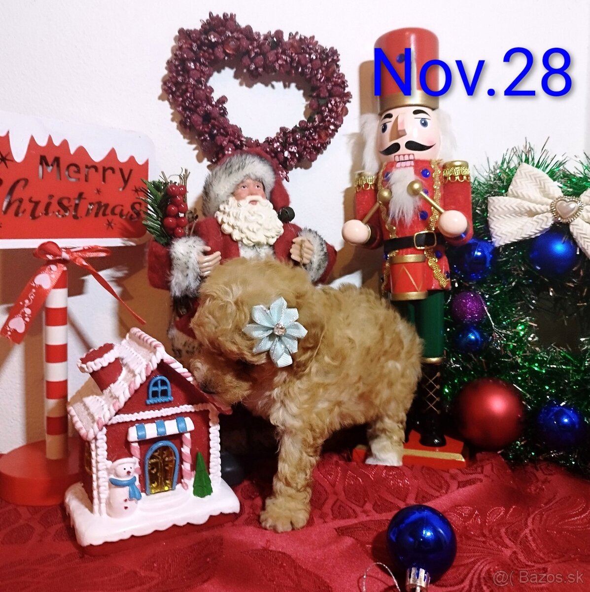 Toy Pudel - Apricot - 4