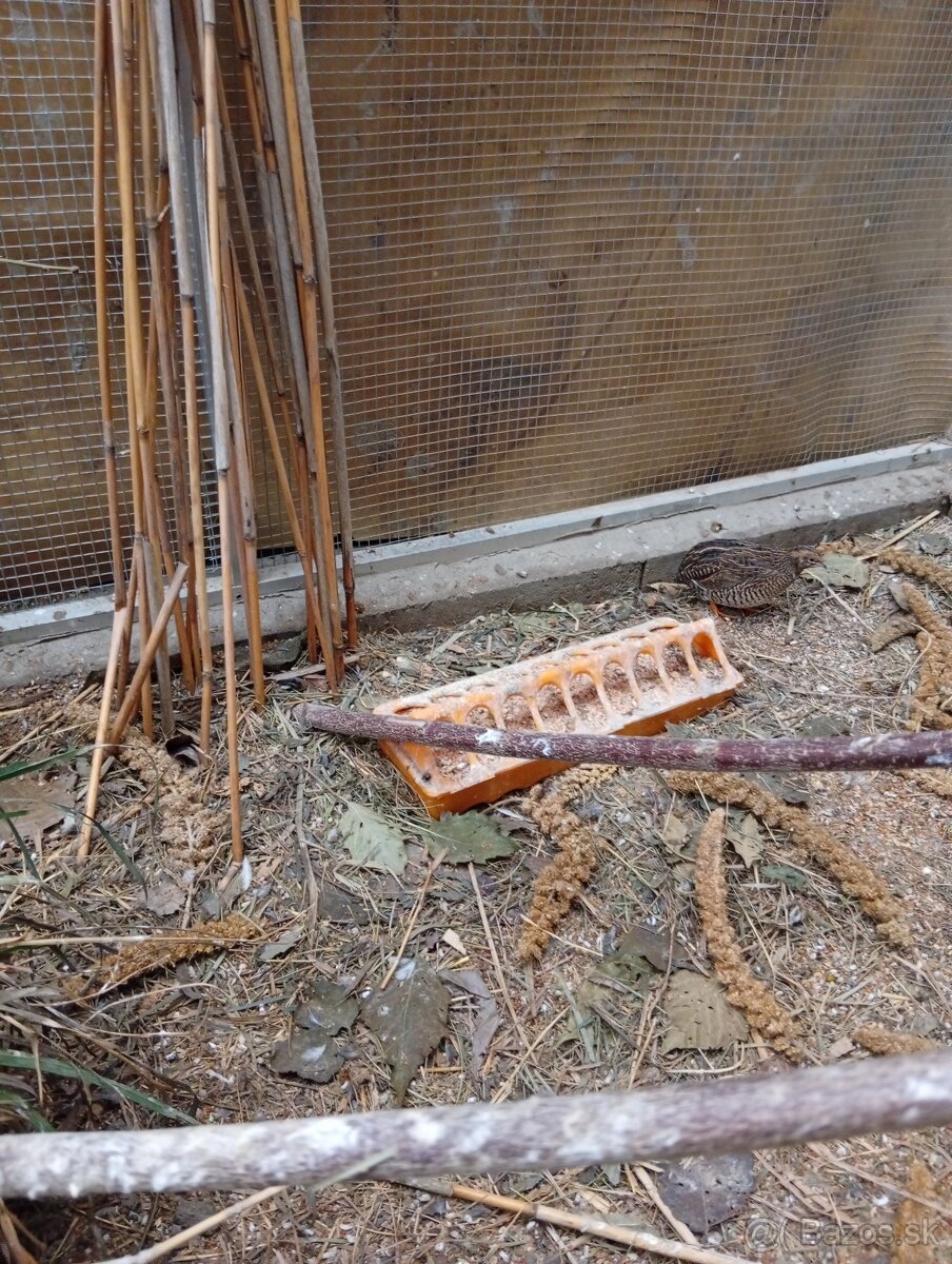 Prepelica čínska, prepeličky-Nitra burza - 4