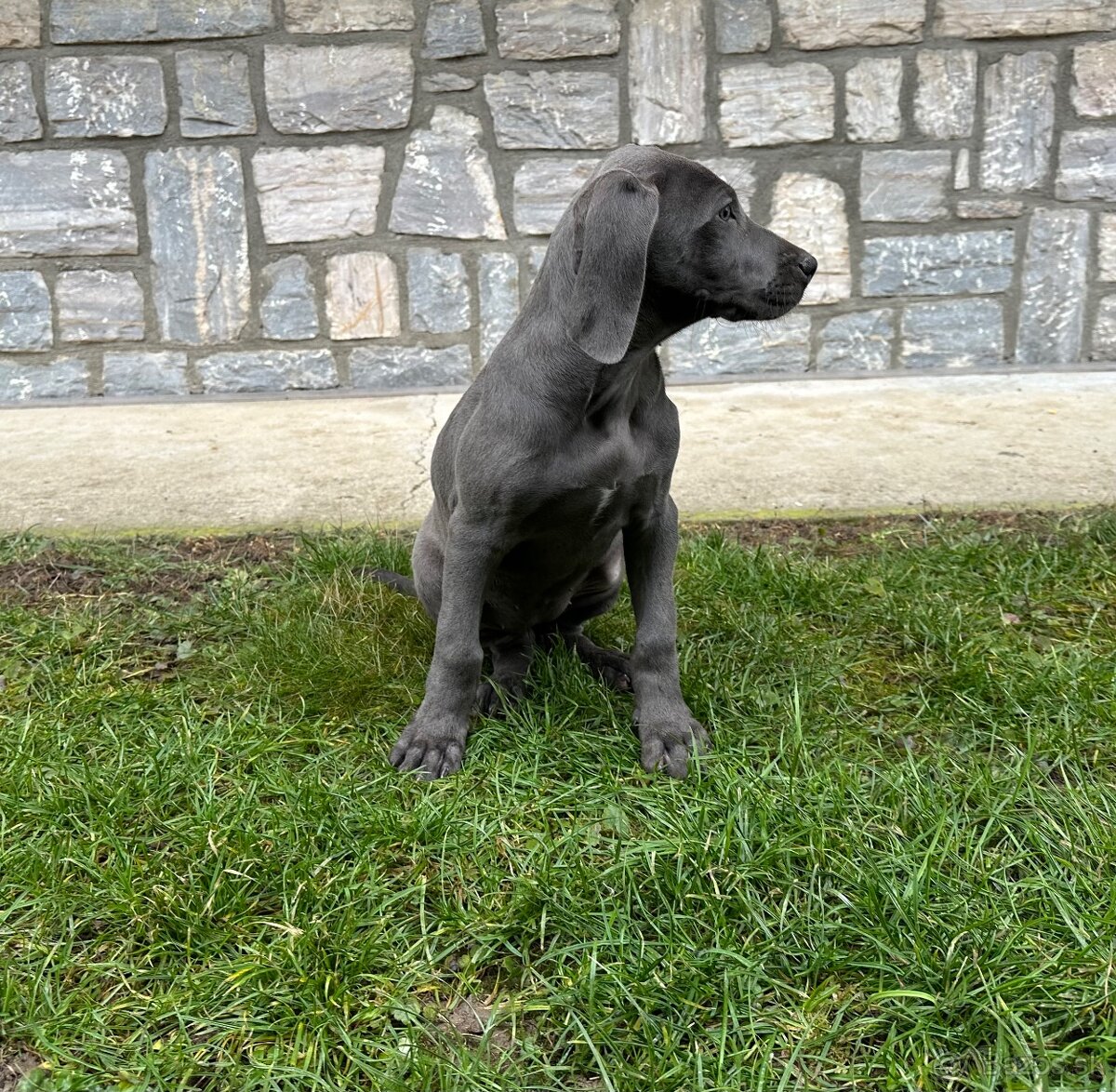 Weimarský stavač šteniatka - 4