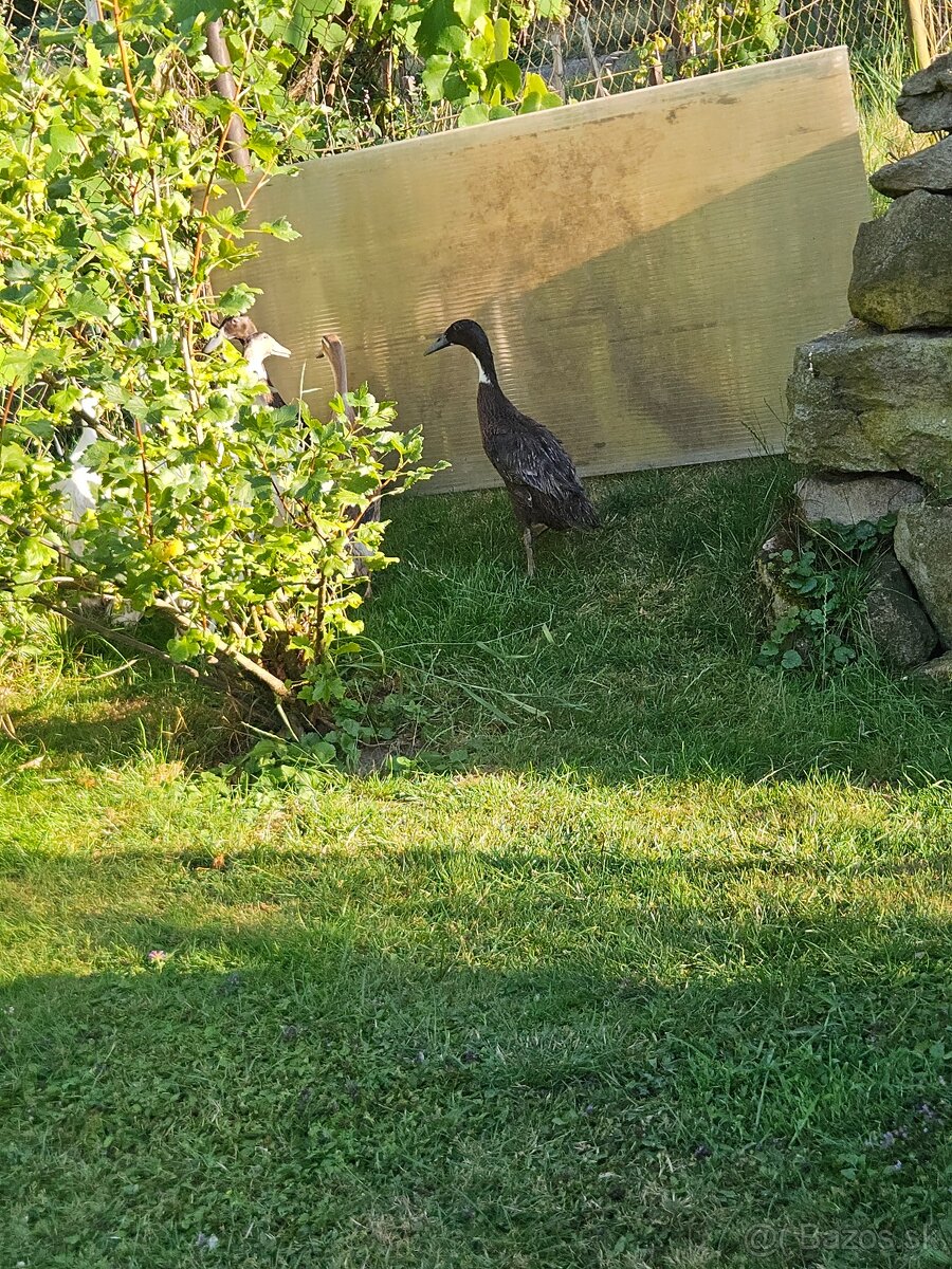 Predám Indické bežce - 4