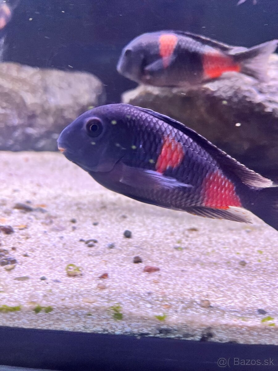 Tropheus Kirschfleck F1 - 4