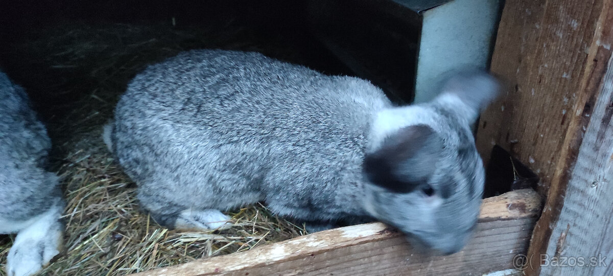 Predám zajacov VS/FB - 4