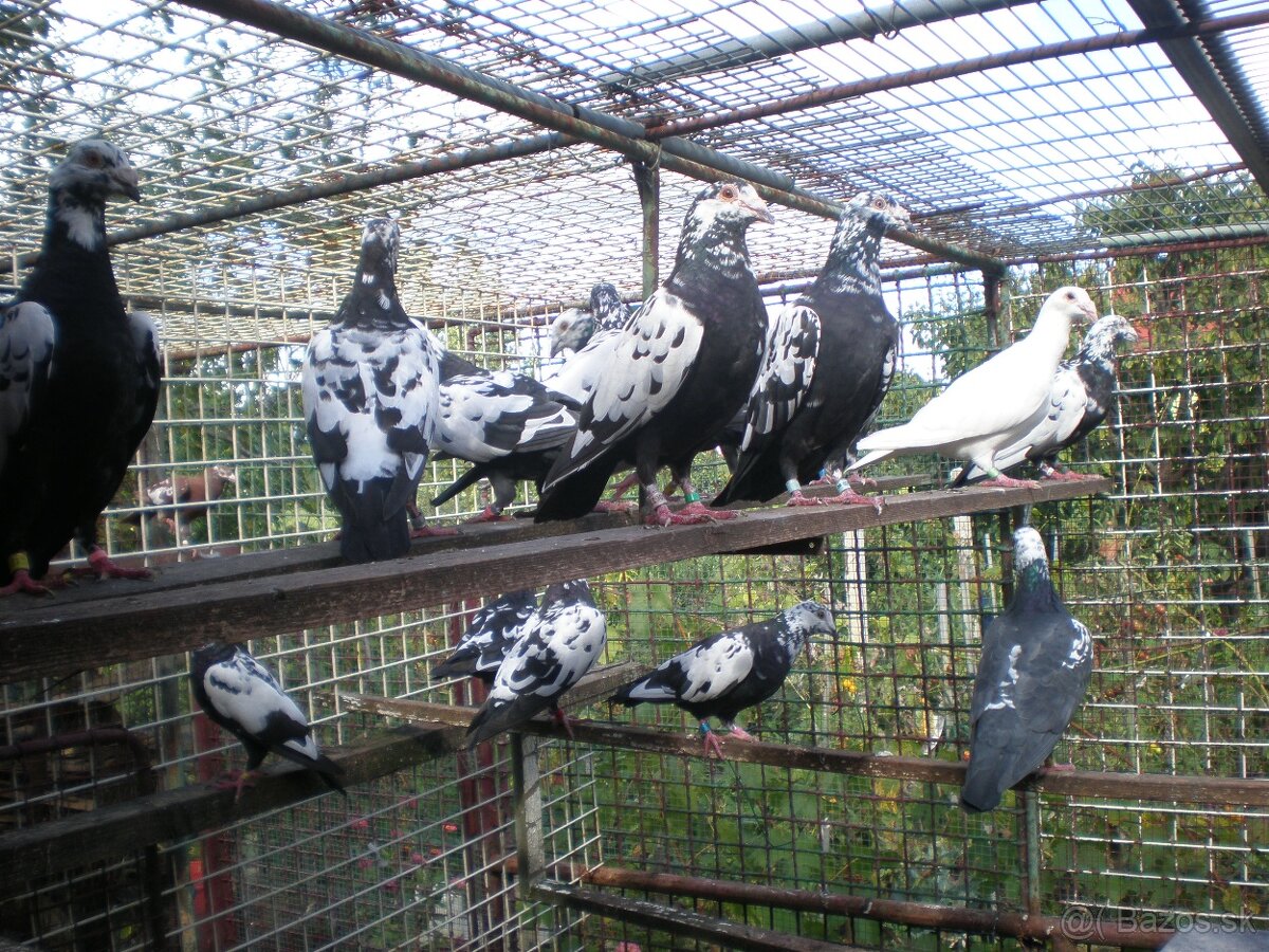 Poštové holuby Vangramberen - 4