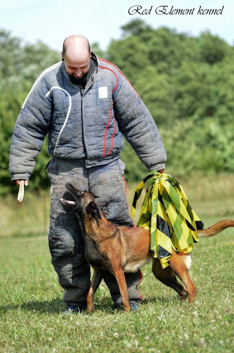 Belgický ovčiak malinois s PP - 4