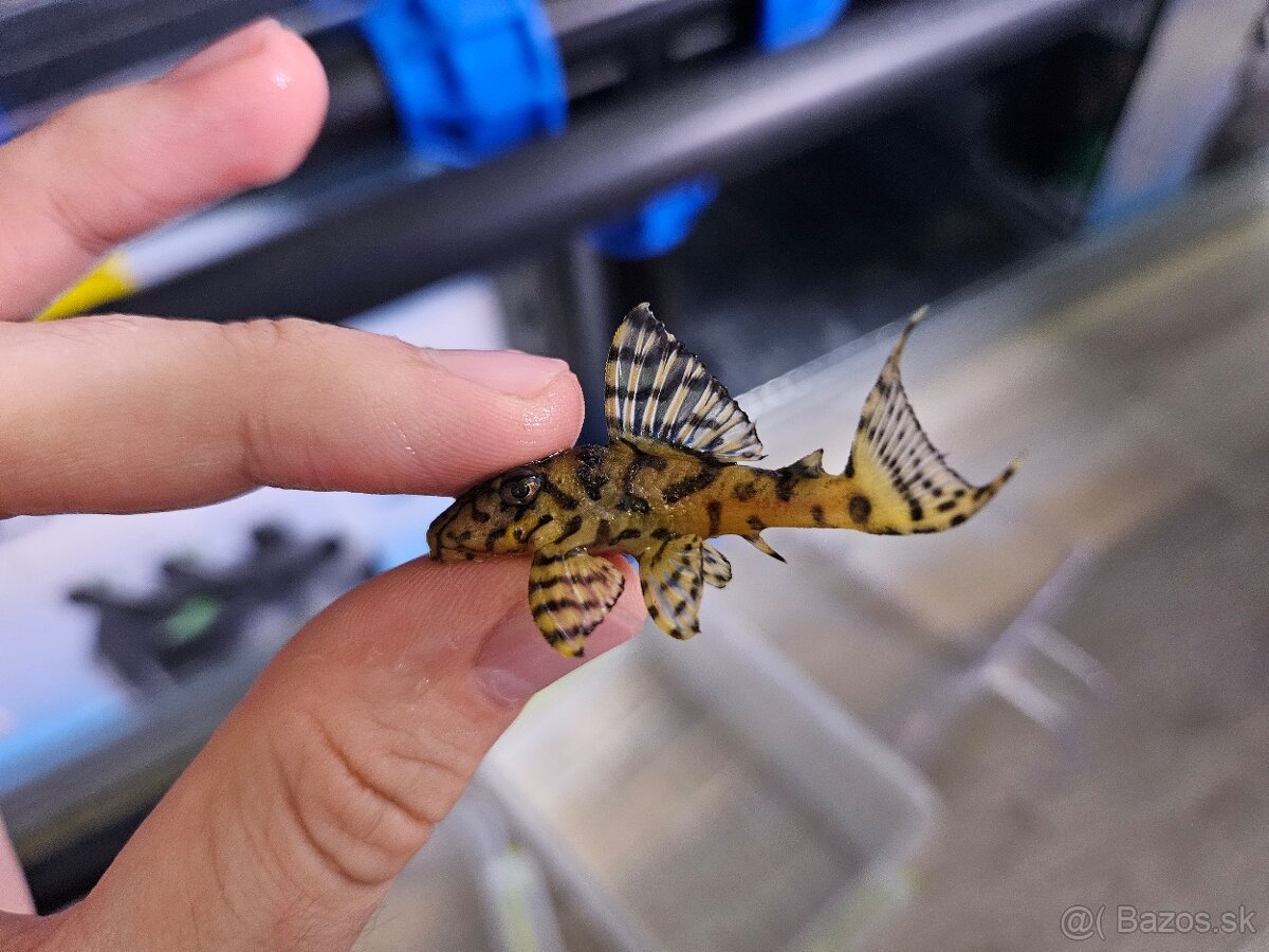 L 236 Super Yellow - odchov - 4