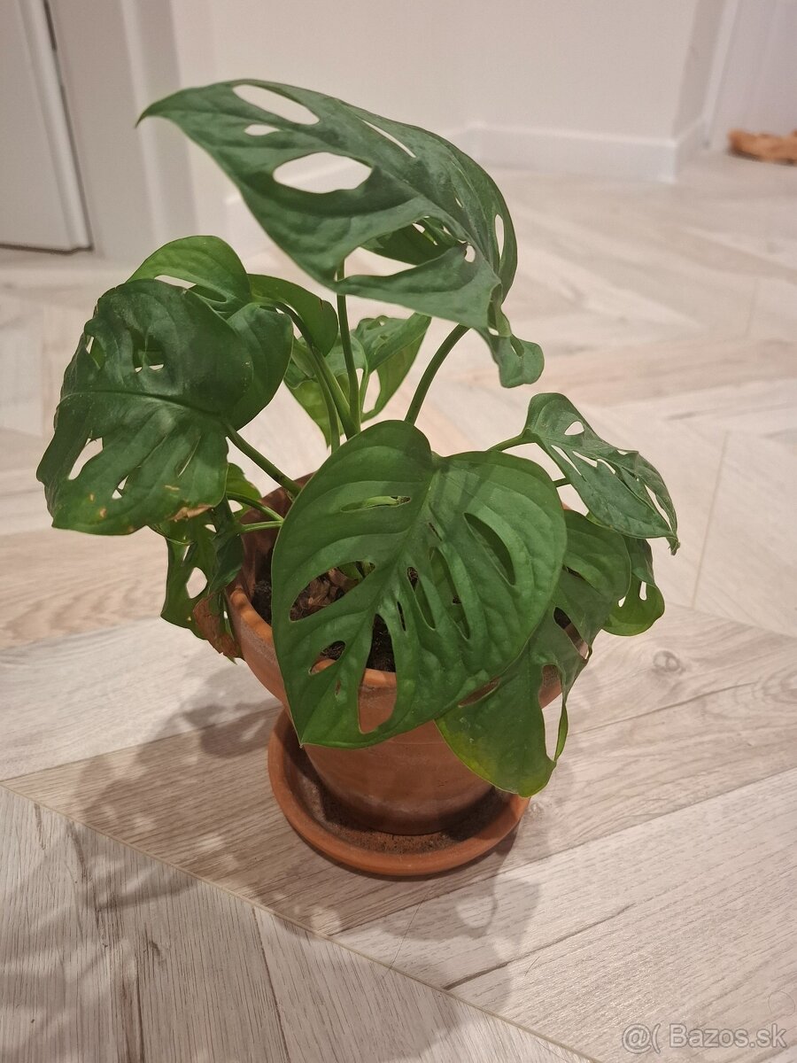 Svokrin jazyk, scindapsus scin, monstera adansonii - 4