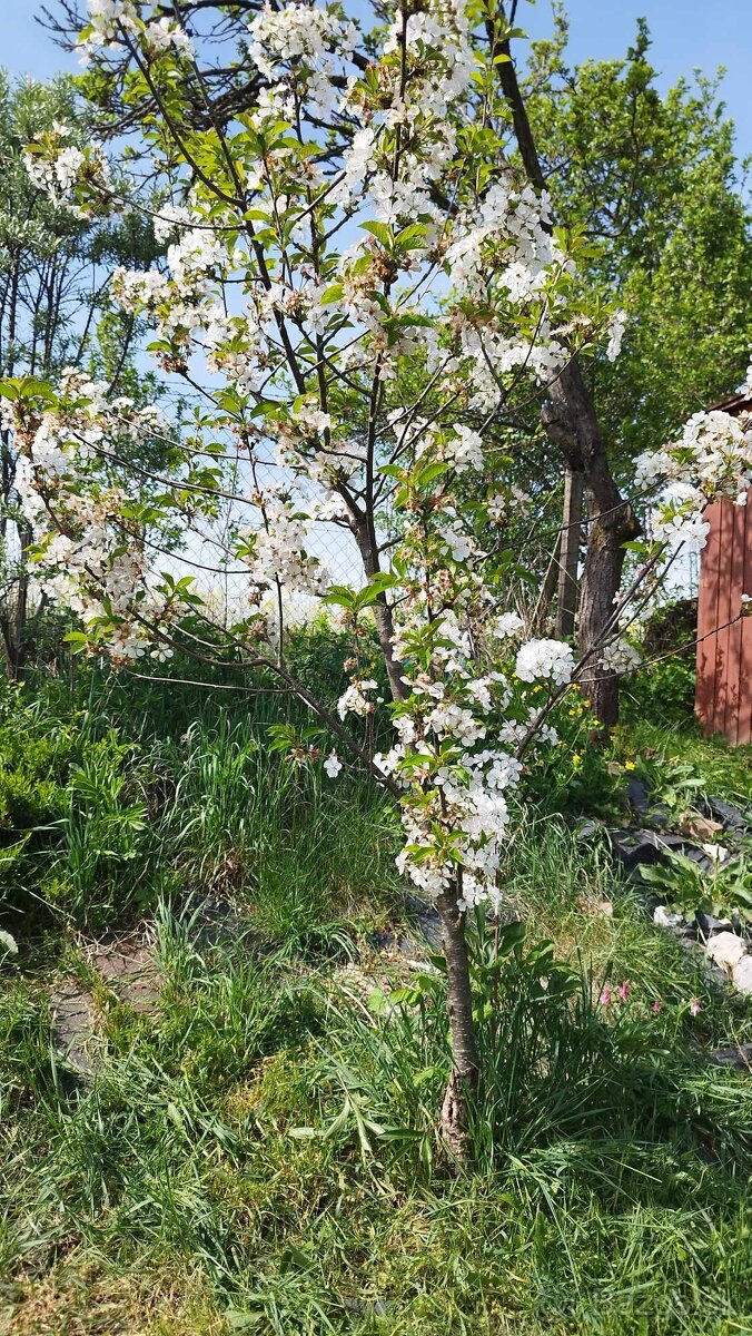 Predám záhradu v Poltári - 4