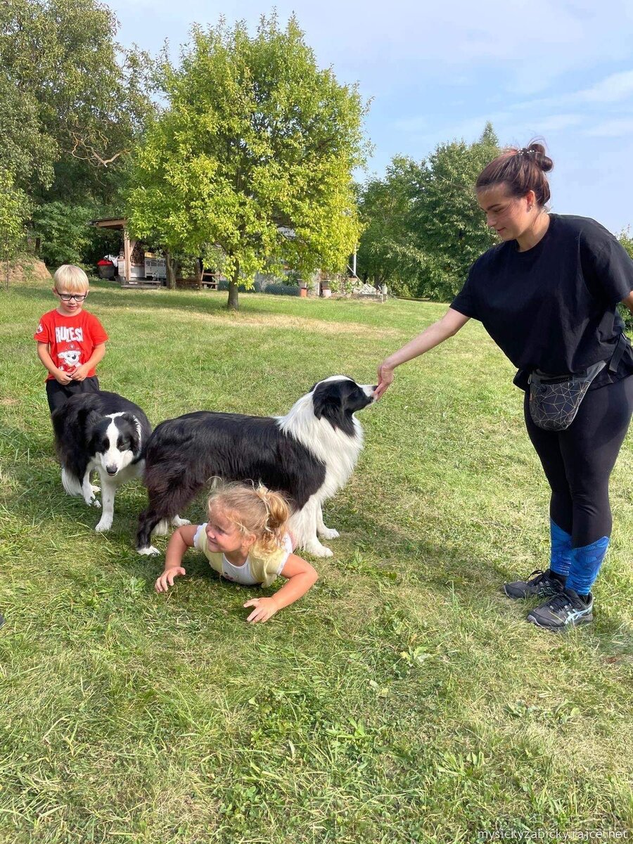 Border kólia s PP, krycí pes - 4