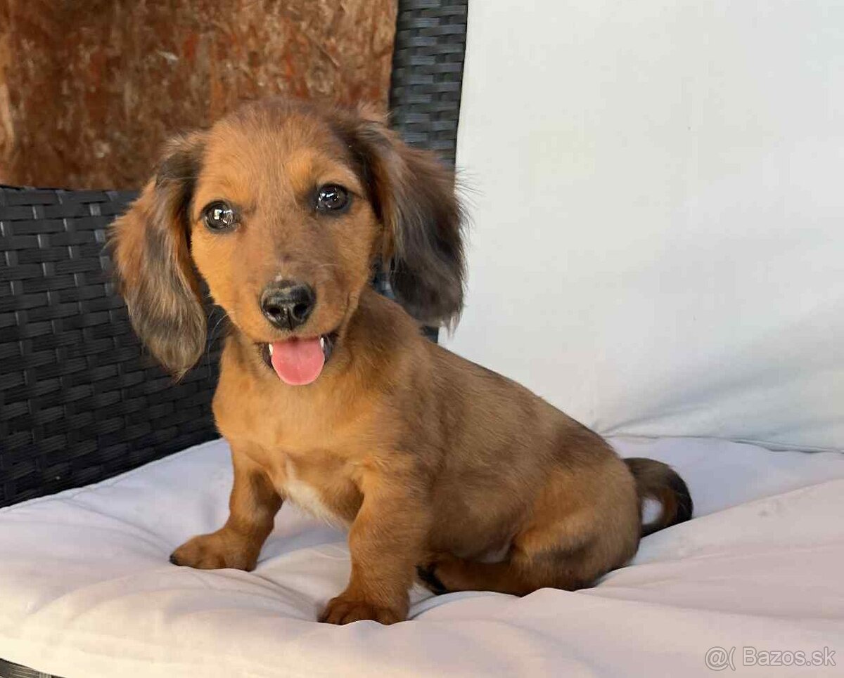 Jazvečík trpasličí dlhosrsty čoko merle génom - 4