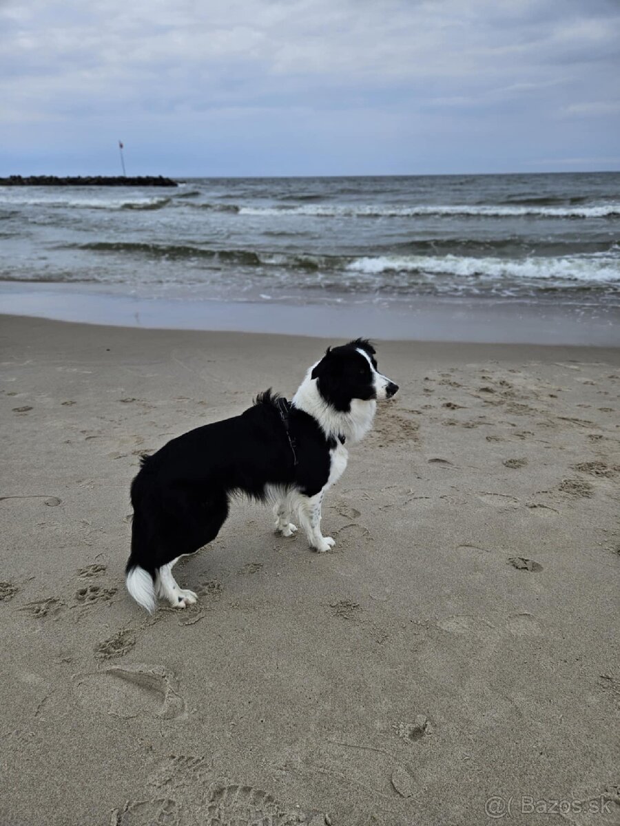 Border kolia na krytie - 4