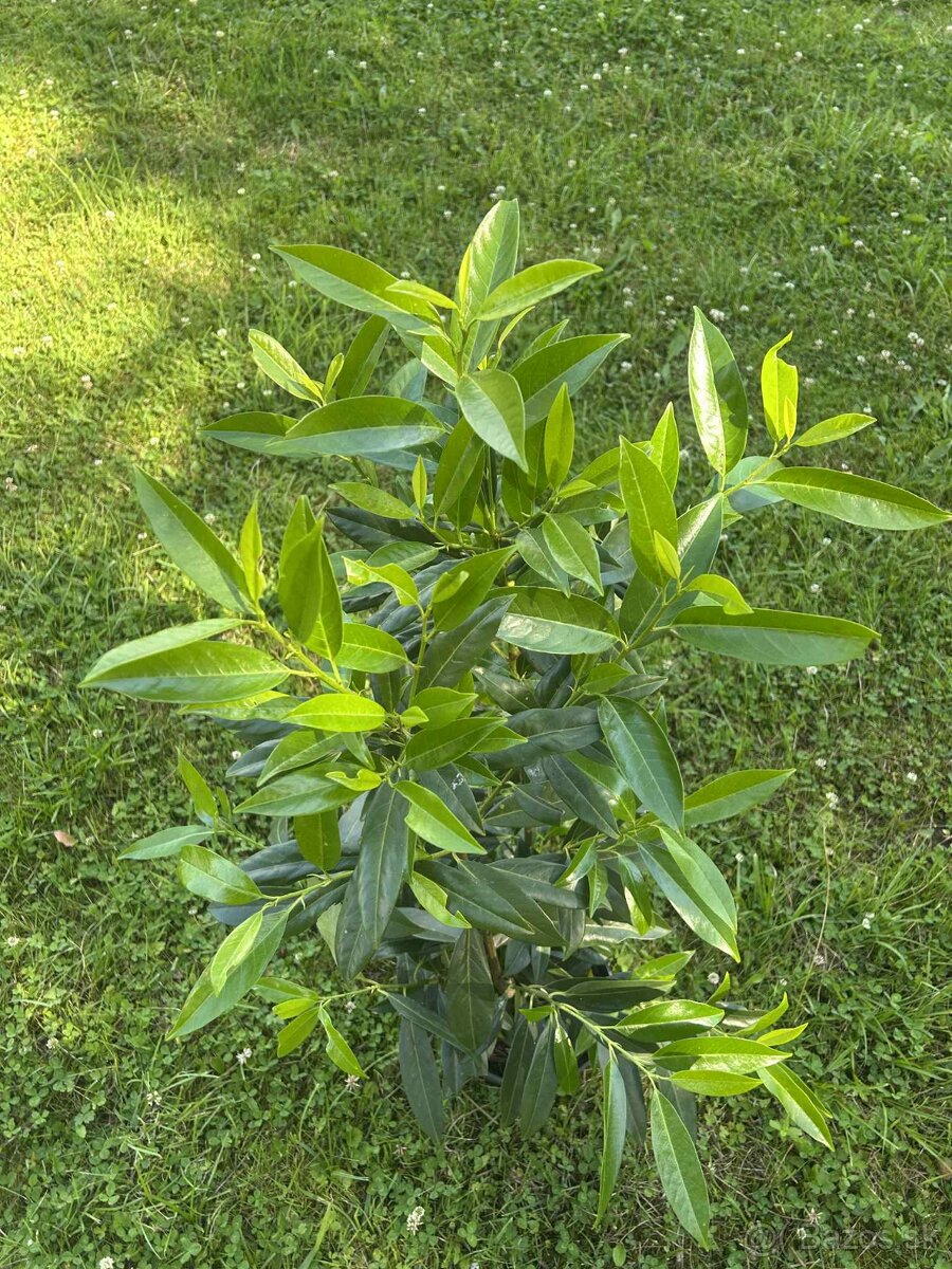 Tuja smaragd,Vavrín,Tis stredný - 4