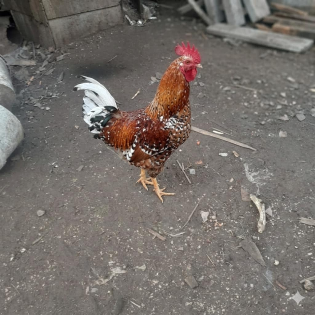 Predám kohúty týchto plemien - 4