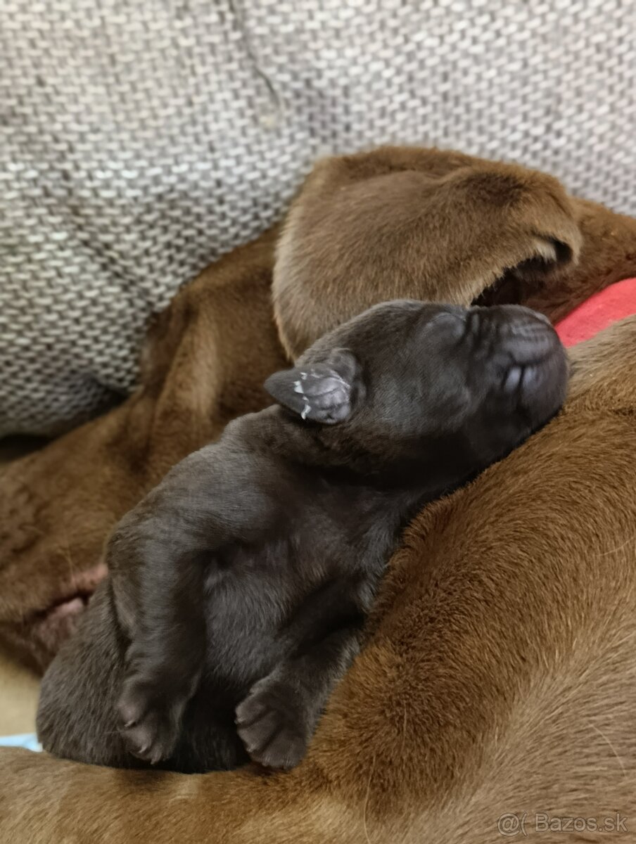 Šteniatka Labrador - čokoládovy - 4