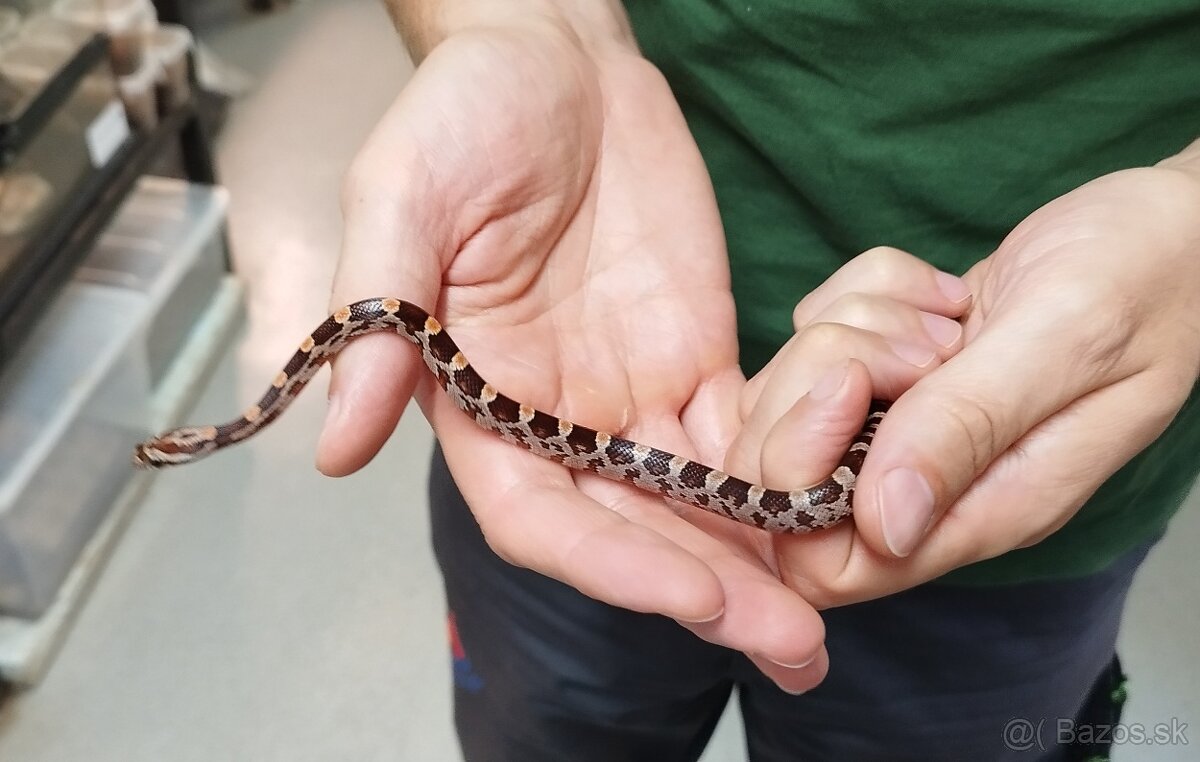 Predaj užoviek červených - 4