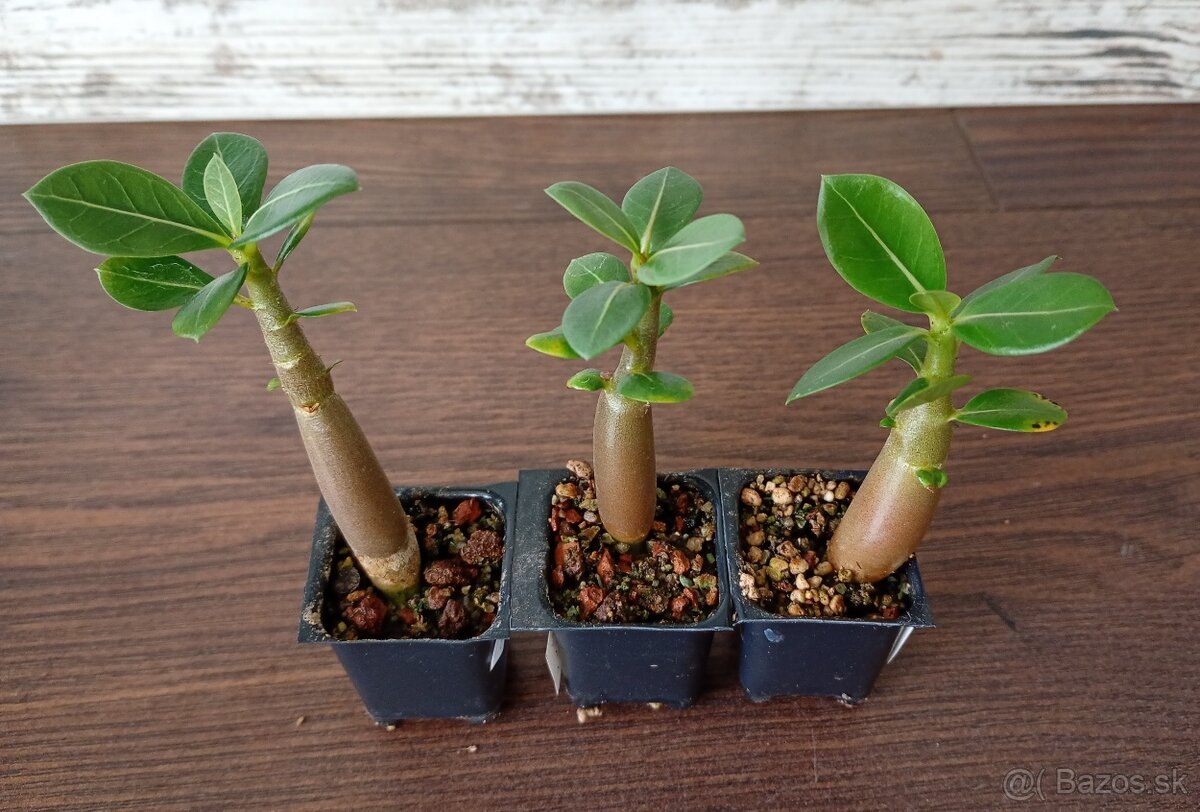 Adenium DHA a iné - 4