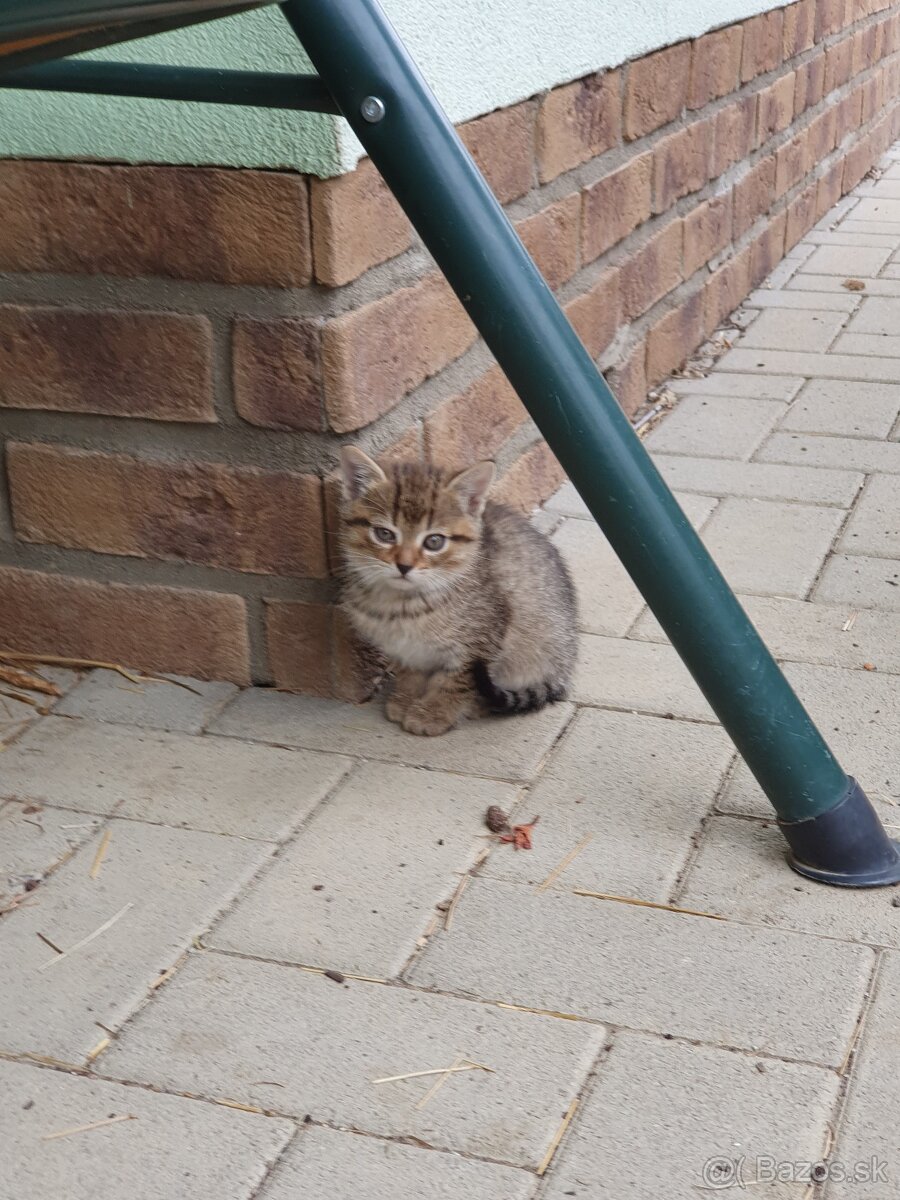 Mačiatka - 4