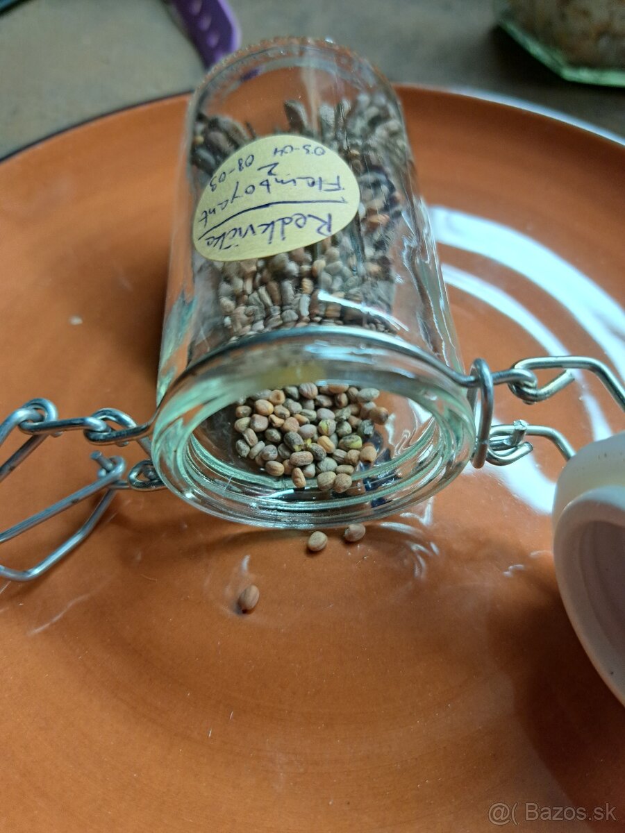 Semená zeleniny a ovocia - 4