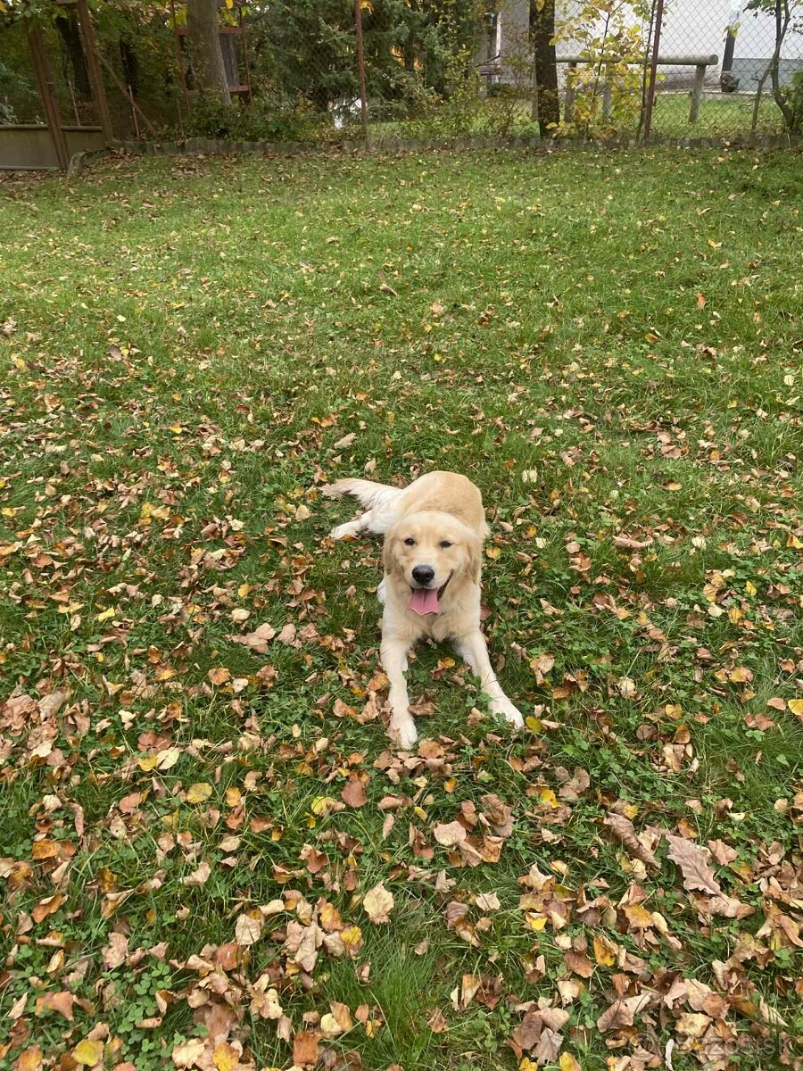Zlatý retriever - 4