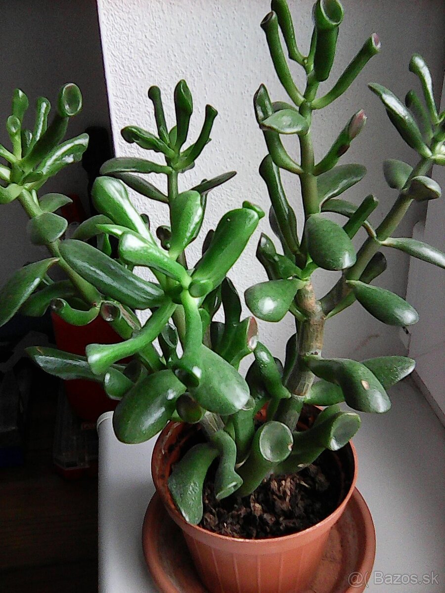 Predám tučnolist... - 4