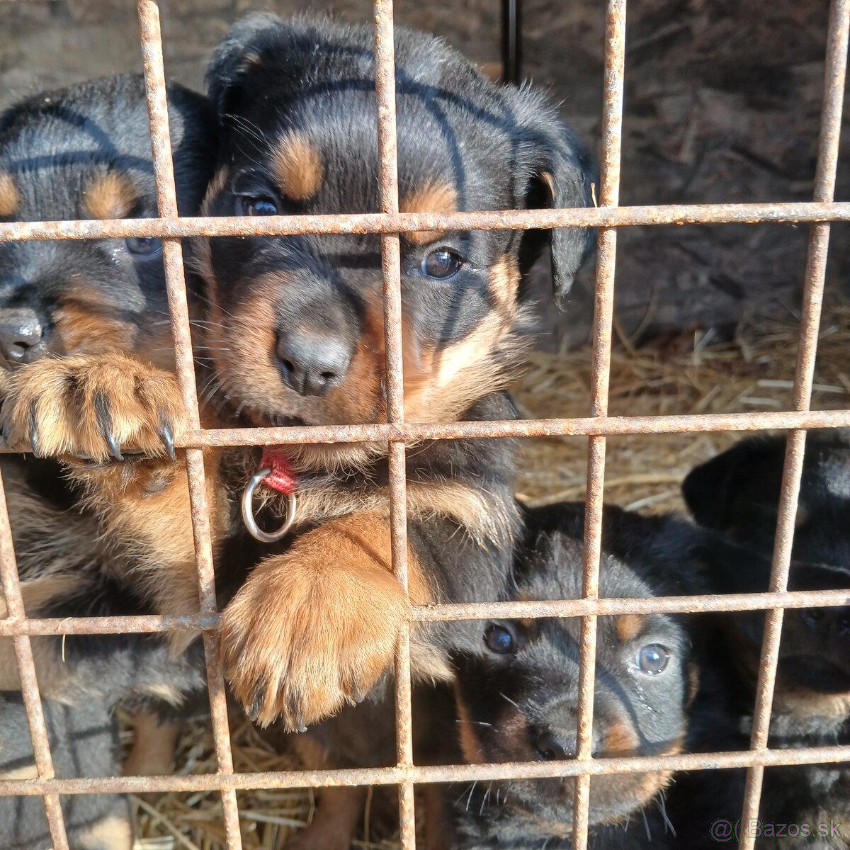 Rotvajler steniaka rodicia pp - 4