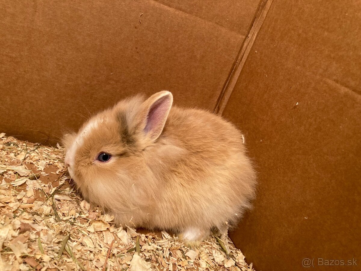 Zakrslý králik, zakrslý zajačik - 4