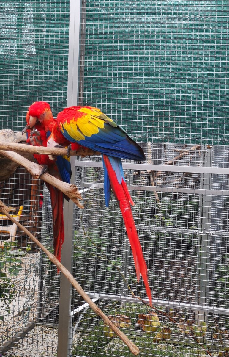 ARA arakanga macao - 4