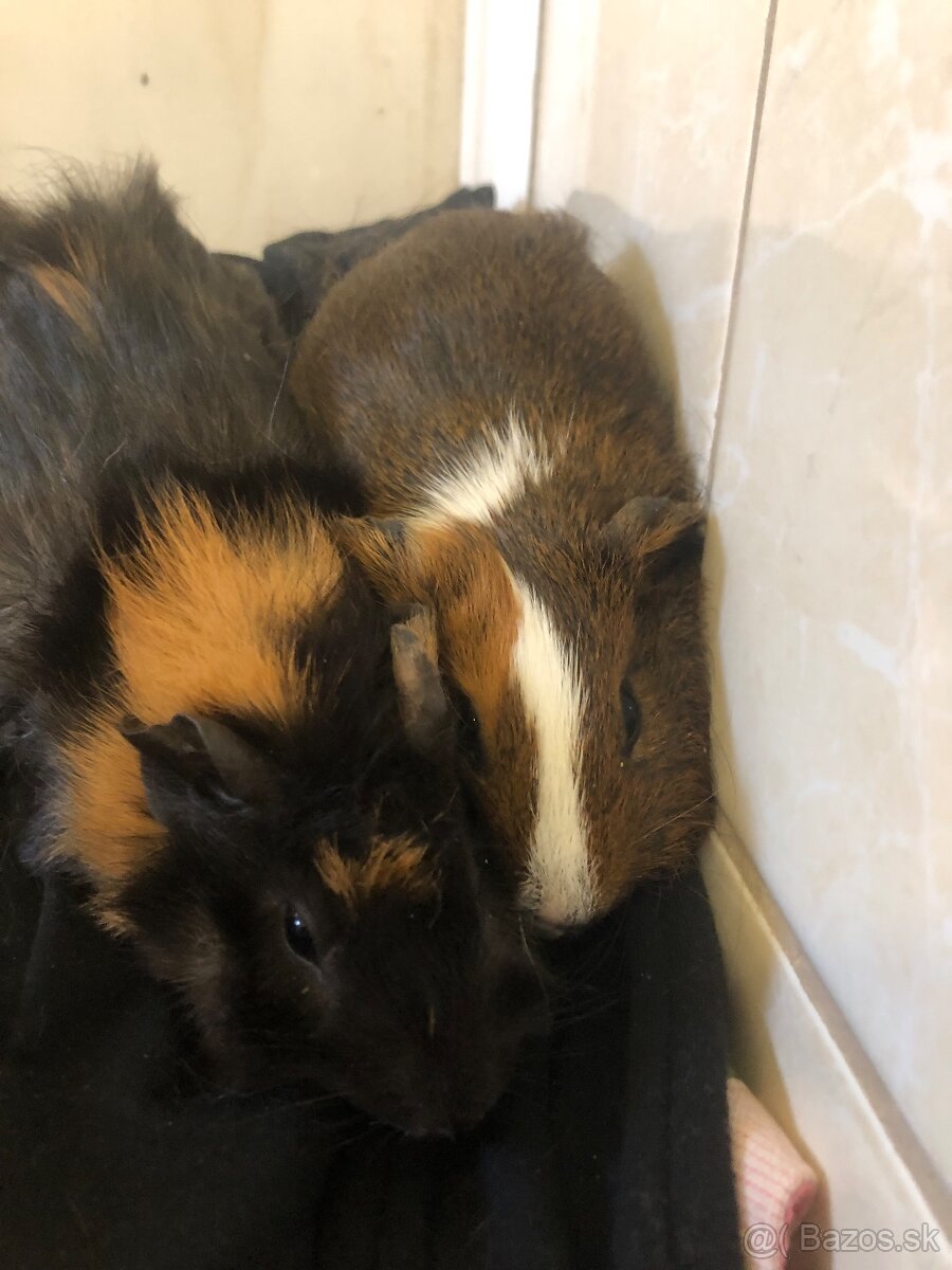 Darujem 2 Morčatka posledné. Odber možný hneď dnes - 4