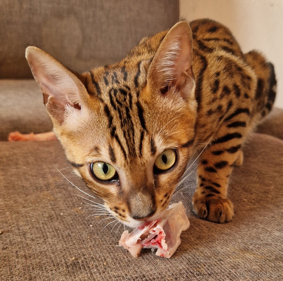 Bengalsky kocurik - 4