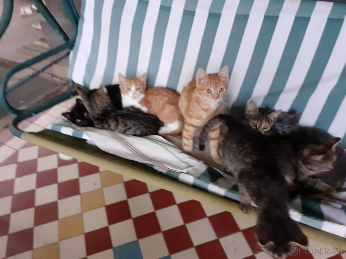 Darujem mačičky - 4