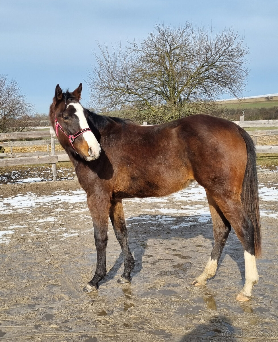 Paint horse klisna All around - 4