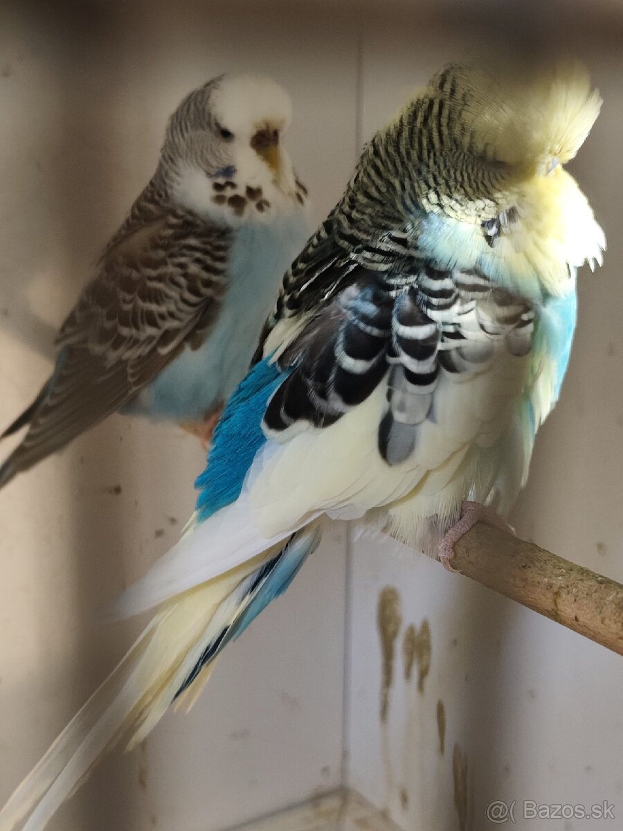 Výstavné andulky celý chov - 4