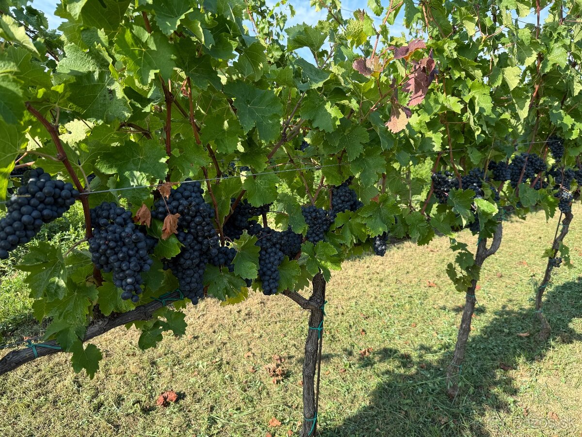 Červené víno Hron - 4