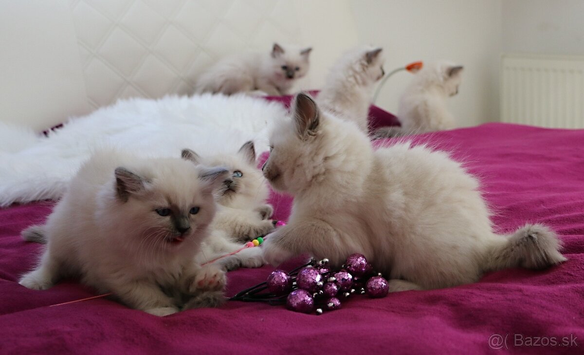 Ragdoll - láska na celý život - 4