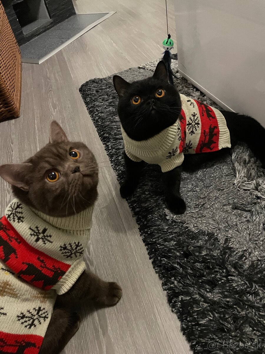 Predám Britských krátkosrstých kocúrikov - 4