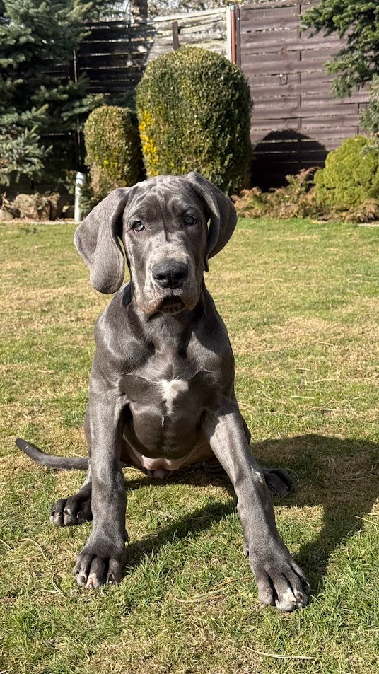 Německá doga modrá s PP Euphorie Blue HH - 4