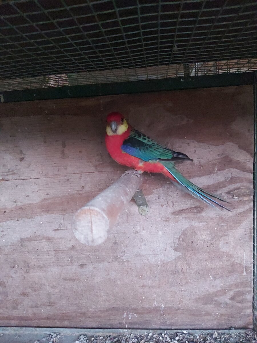 Predám vymením rozela žltolíca - 4