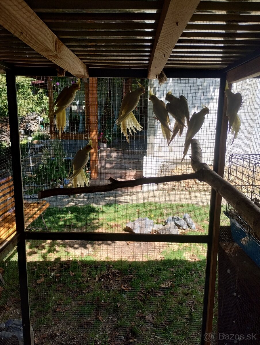 Predám Korely, papagáje - 4