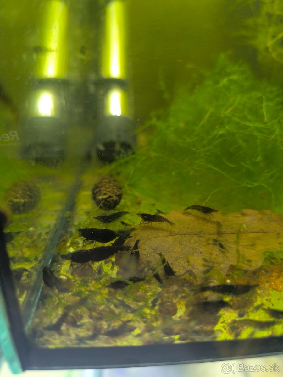 Neocaridina - 4