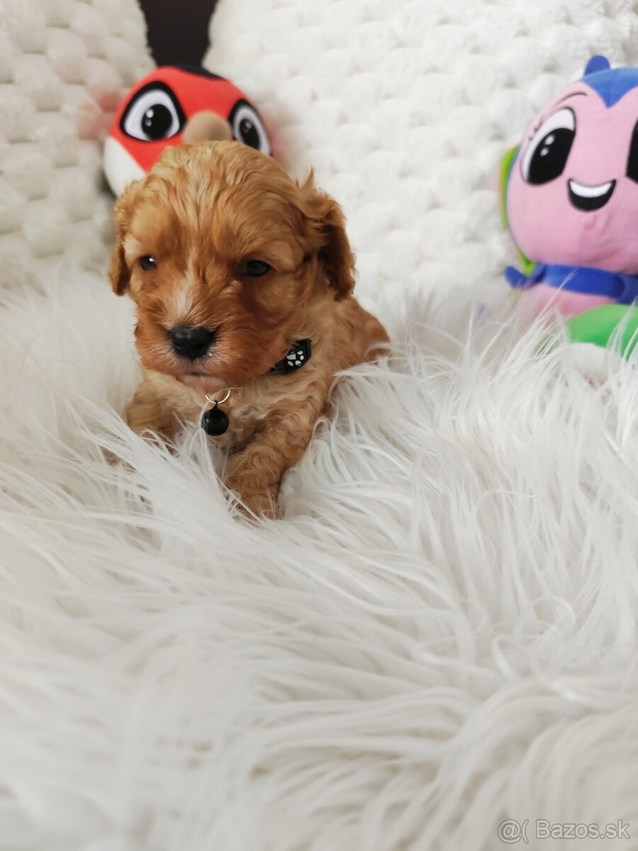 Cavapoo - 4
