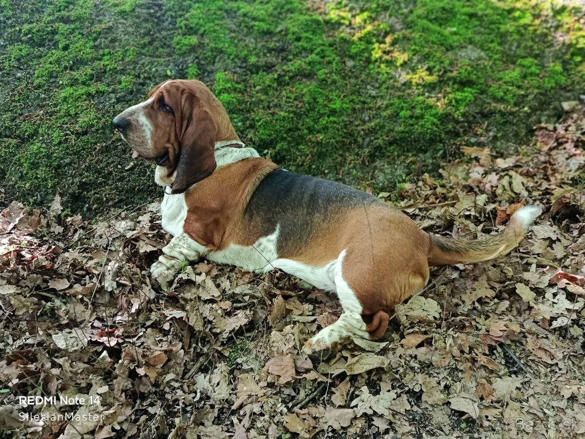 Basset hound steniatka - 4