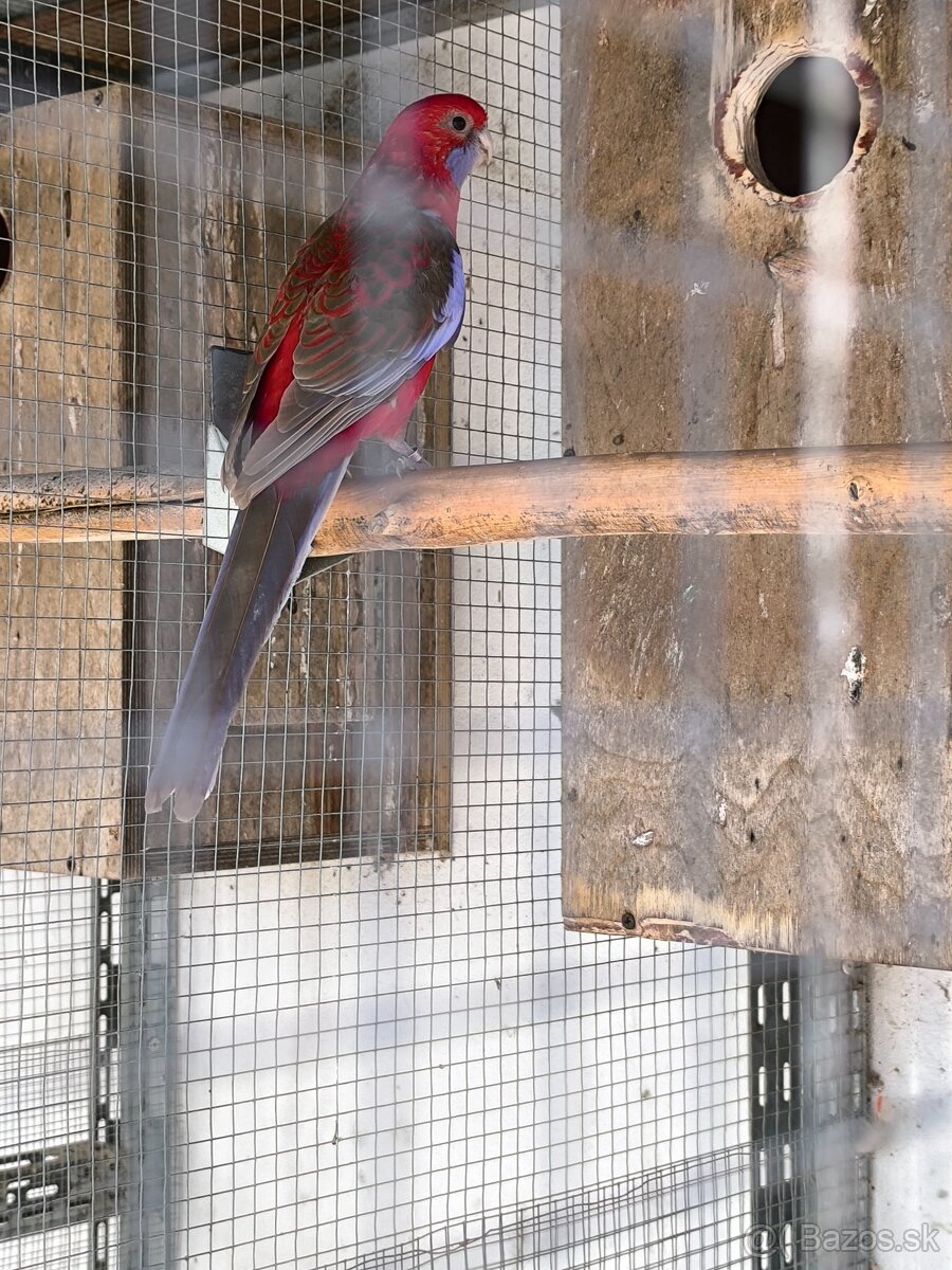 Rozela penant samicka - 4