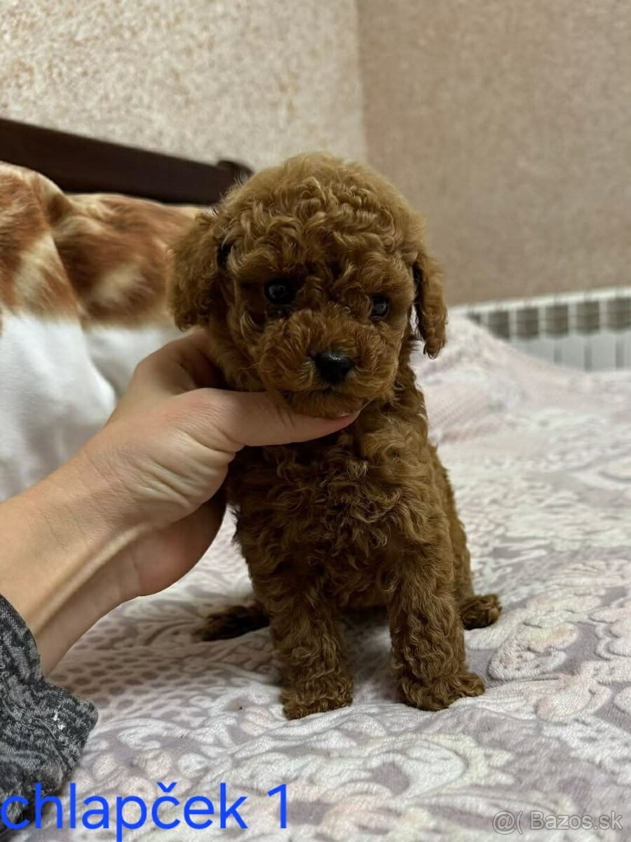 Pudlik, pudel toy-mini - 4