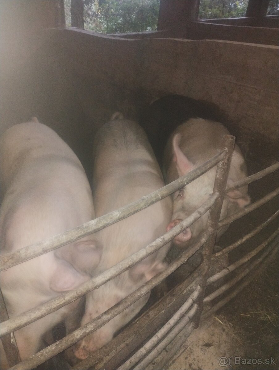 Domáce prasiatká - 4