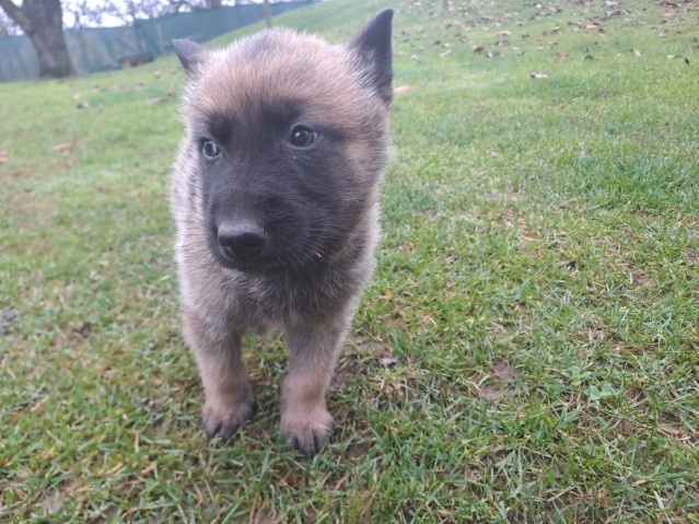 Predám holandského ovčiaka - 4