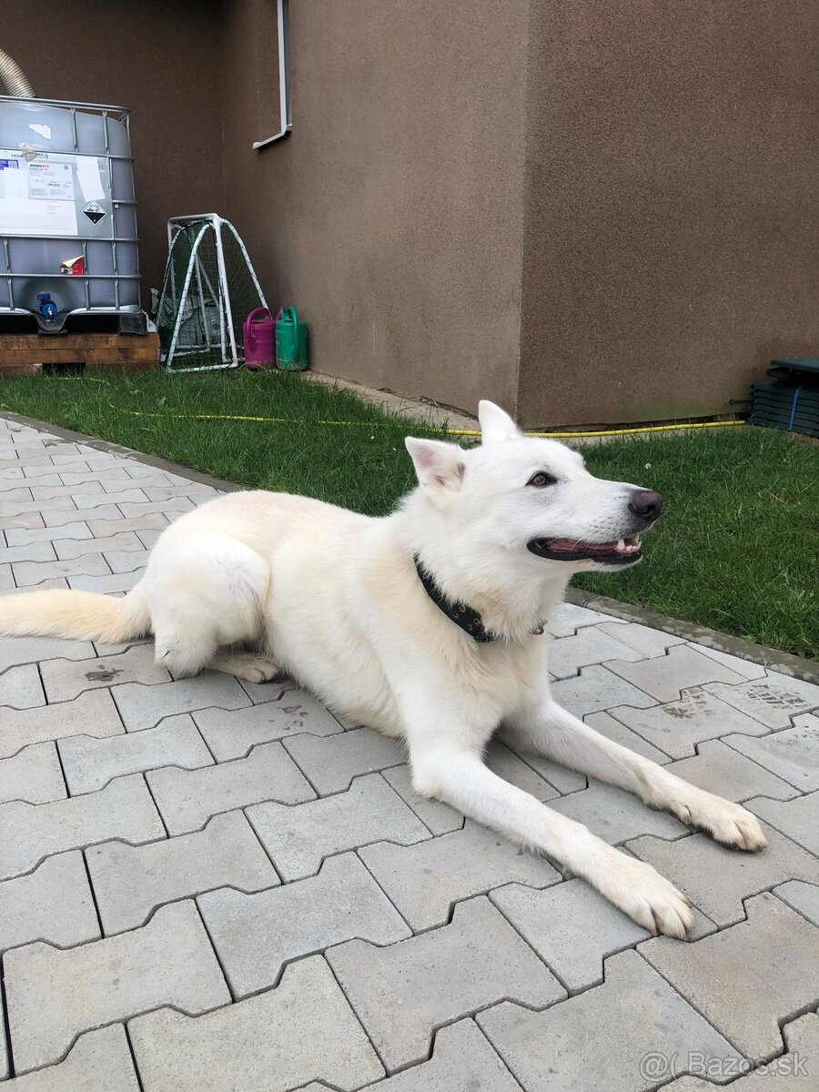 Biely švajčiarský ovčiak - 4