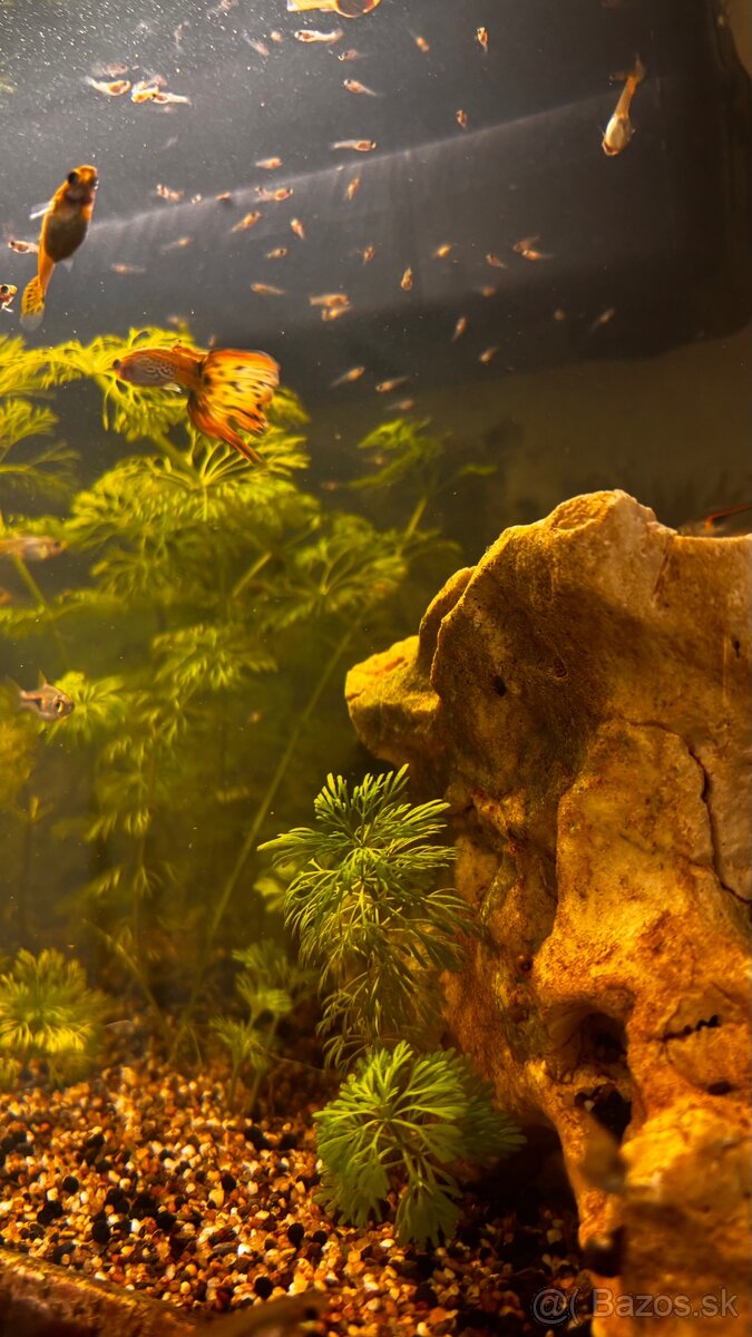 Gubky / Gupky na predaj - 4