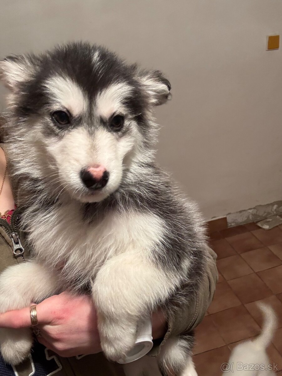 Šteniatka malamut husky - 4