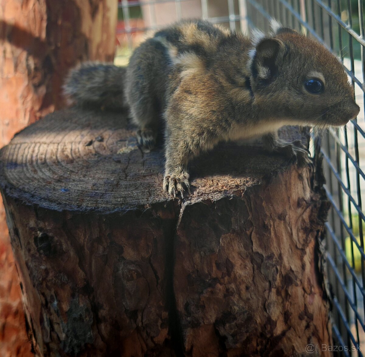 Vevericka Sedobricha Tamiops swinhoei - 4